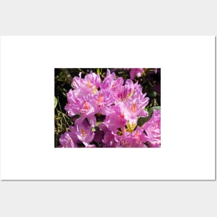 Pink Azalea Blossom Posters and Art